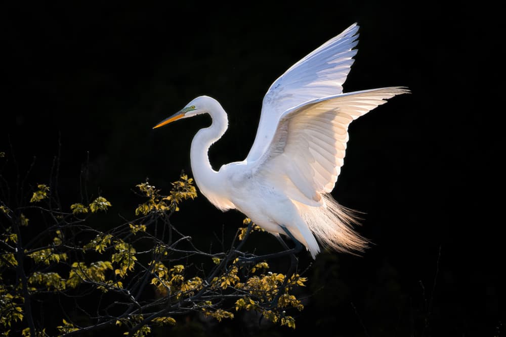 Golden Light Egret by Siyu_Wei APA — canvas wall art