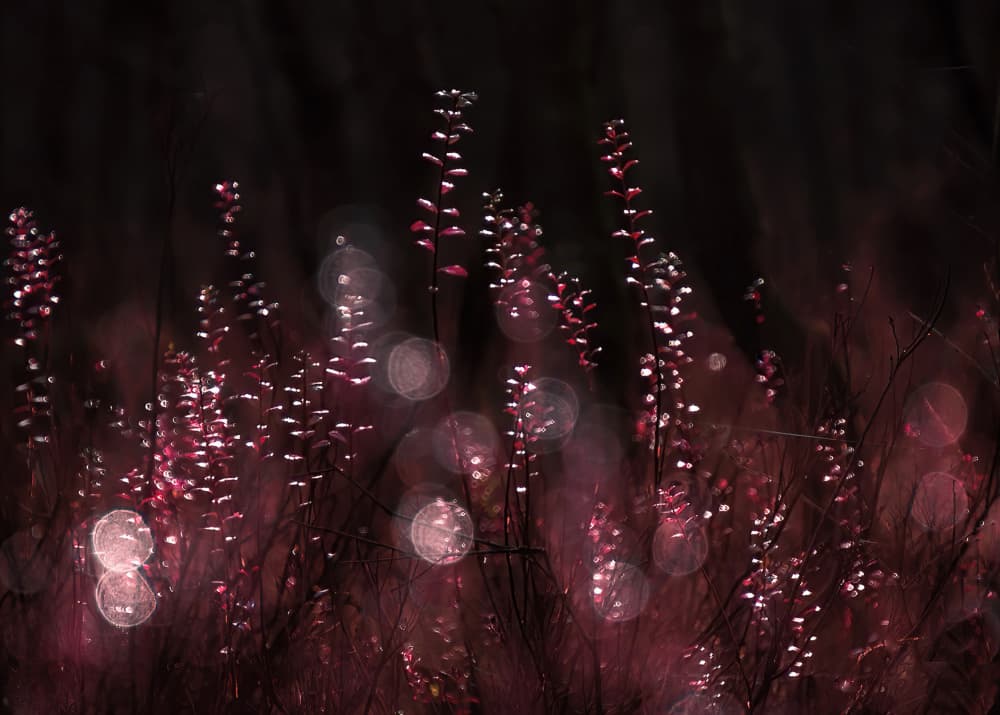 Ethereal Pink Glow by Ria Groot Zevert — canvas wall art