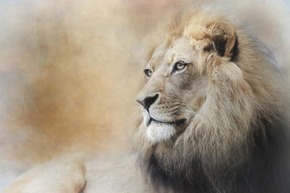 Majestic Lion Gaze by Linda D Lester — canvas wall art