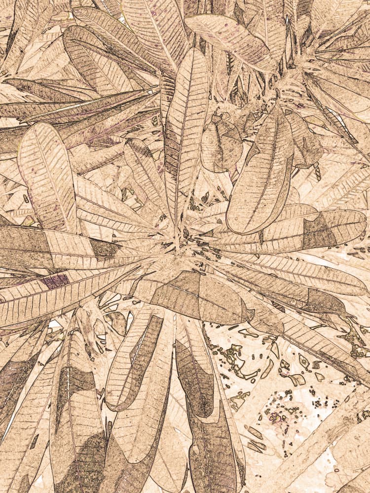 Vintage Botanical Sketch by Santhosh ch — canvas wall art