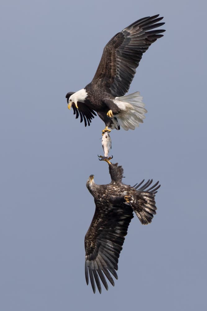 Bald Eagles Fish Fight by John Fan — canvas wall art
