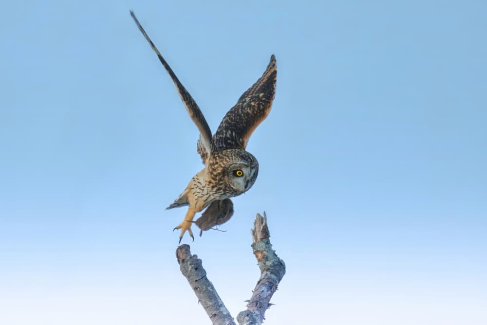 Owl In Flight by Gavin Lam — canvas wall art