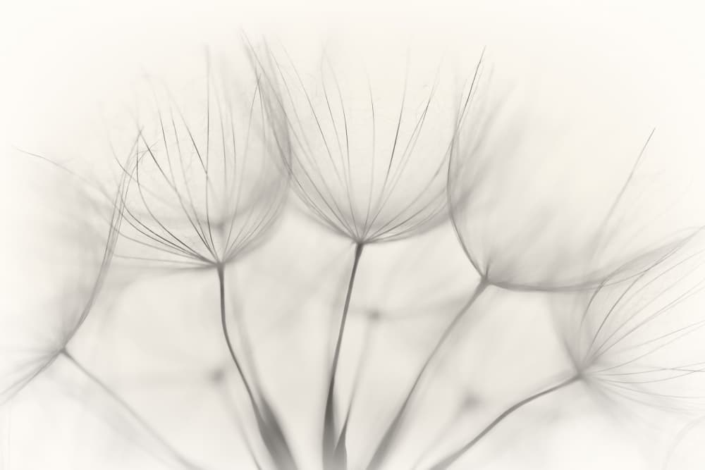 Delicate Dandelion Seeds by Jakob Arnholtz — canvas wall art