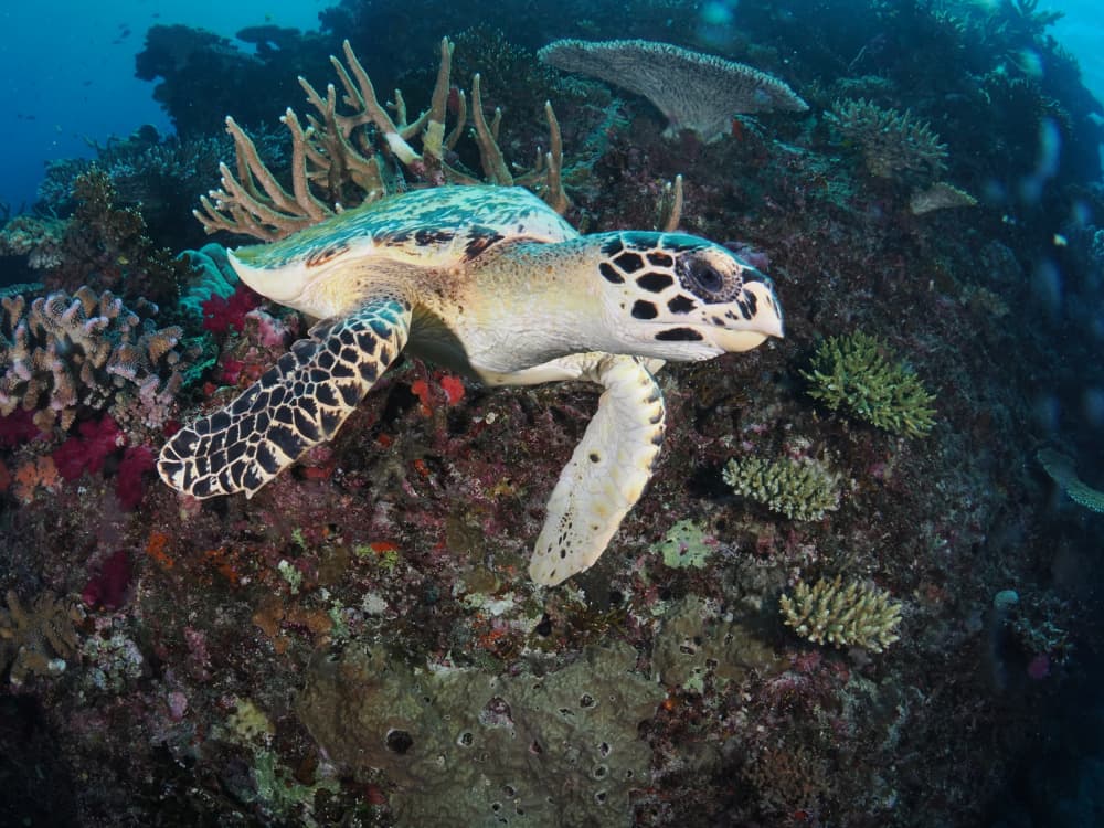 Hawksbill On Coral Reef by Ilan Ben Tov — canvas wall art