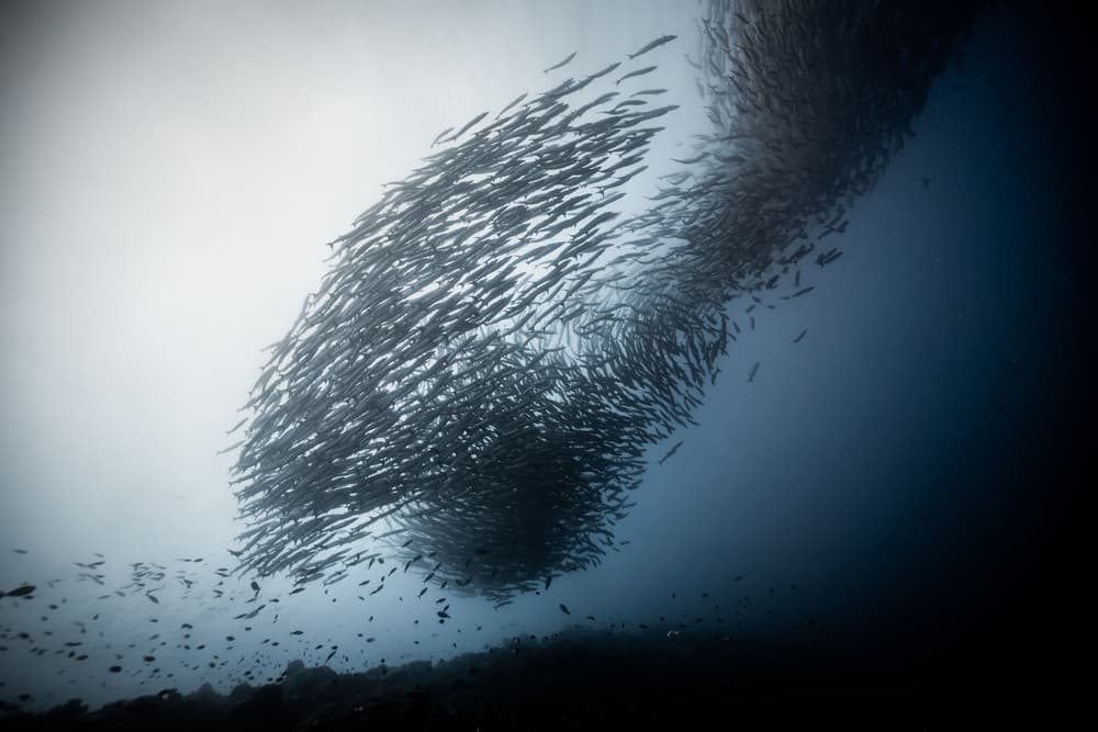 Swirling Fish School by YongHoon Choi — canvas wall art