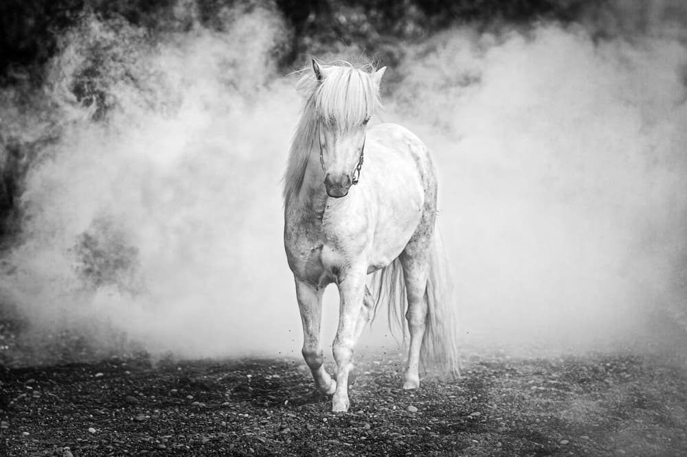 Ethereal Horse In Mist by Jeffrey C. Sink — canvas wall art