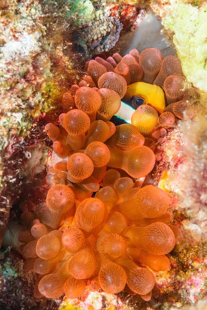 Vibrant Clownfish Anemone by Roberto Marchegiani — canvas wall art