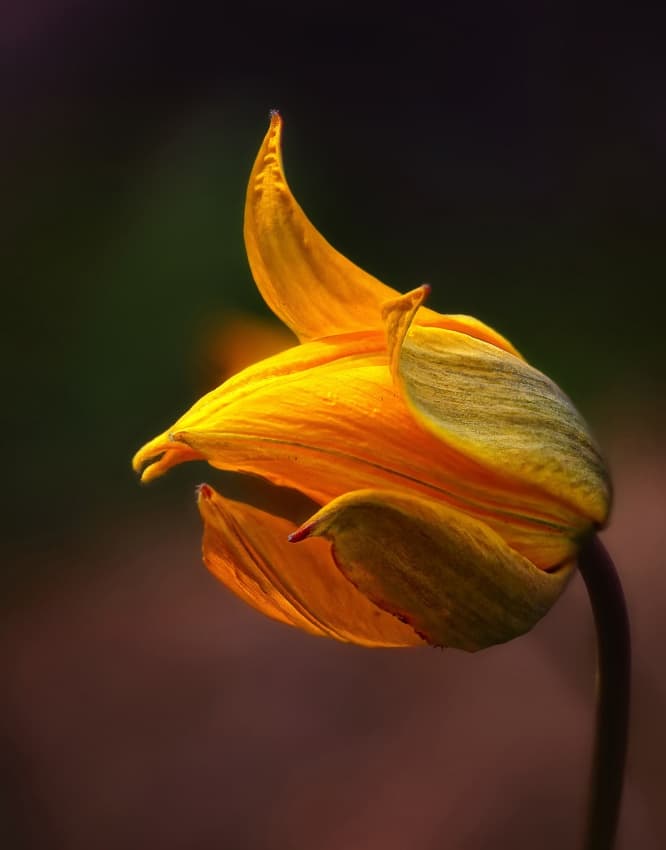 Soft Yellow Bloom by Kent Mathiesen — canvas wall art