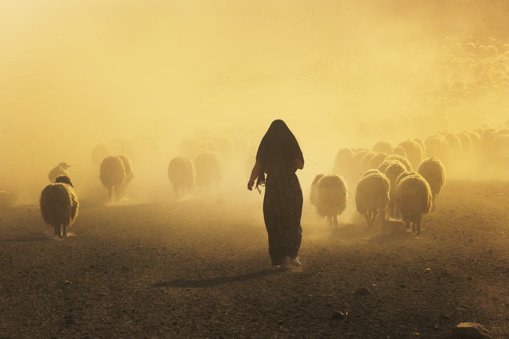 Shepherd In Golden Dust by Murat Cacim — canvas wall art
