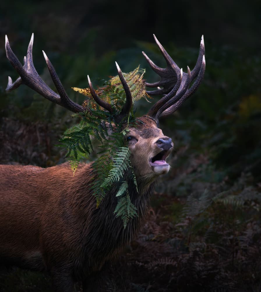 Majestic Roaring Red Stag by Tudor Munteanu — canvas wall art