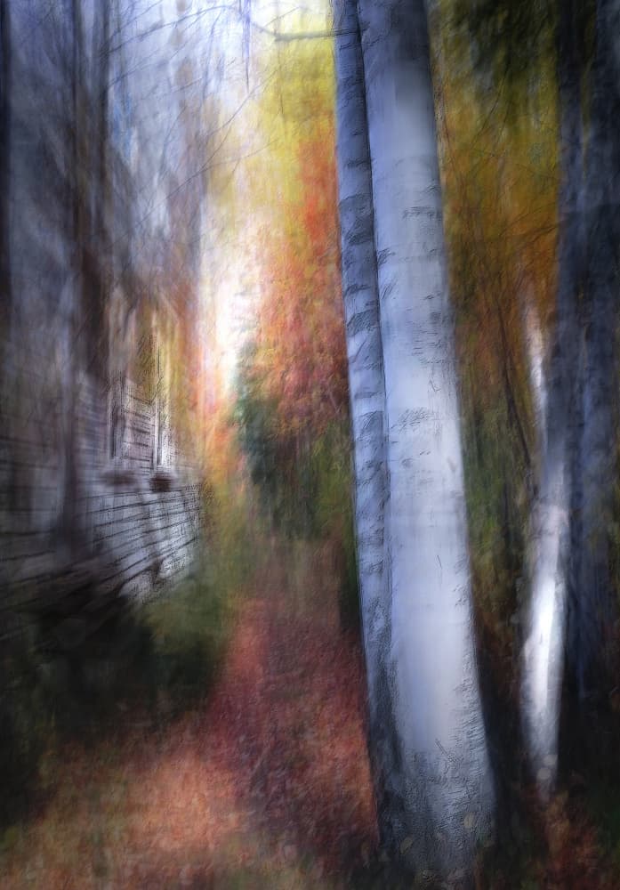 Autumn Birch Path by Larry Deng APA — canvas wall art
