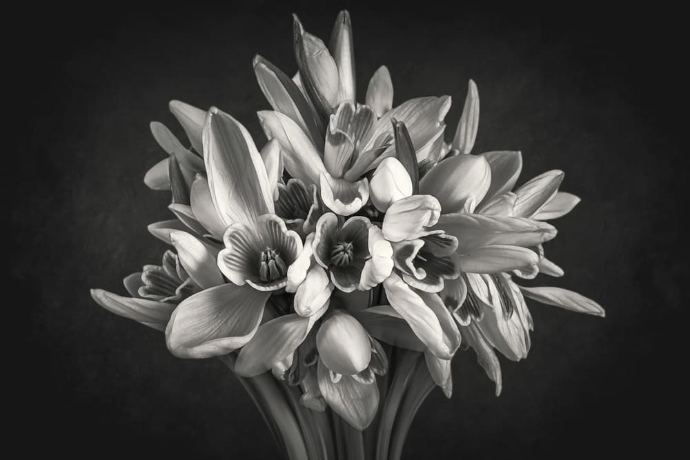Monochrome Flower Bouquet by Andrea Comari — canvas wall art