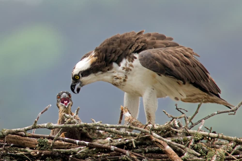 Osprey Parent And Chick by Nick Kalathas — canvas wall art
