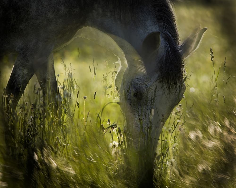 Golden Hour Grazing Horse by Milan Malovrh — canvas wall art