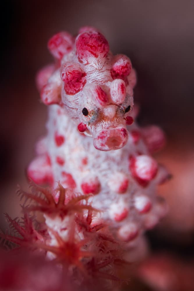 Tiny Pink Pygmy Seahorse by Cédric Péneau — canvas wall art