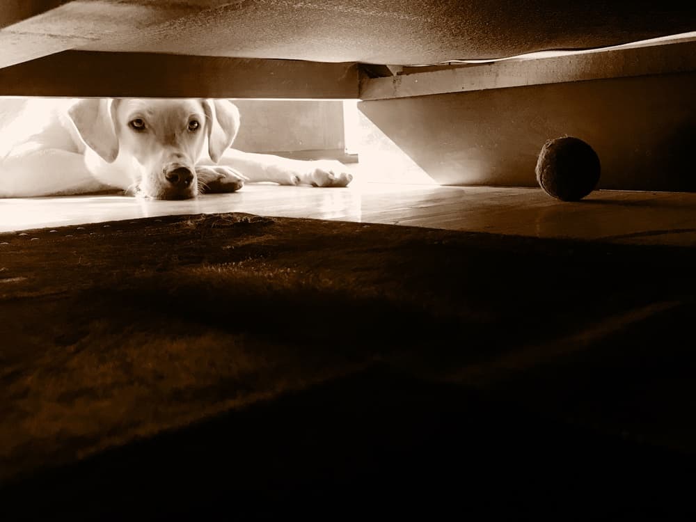 Curious Dog Under Couch by mikehull — canvas wall art