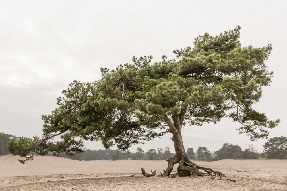 Windswept Desert Pine by Mayra Pama — canvas wall art