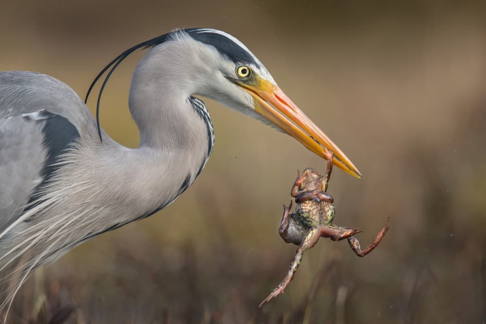 Heron's Wild Catch by The Jar - Geir Jartveit — canvas wall art