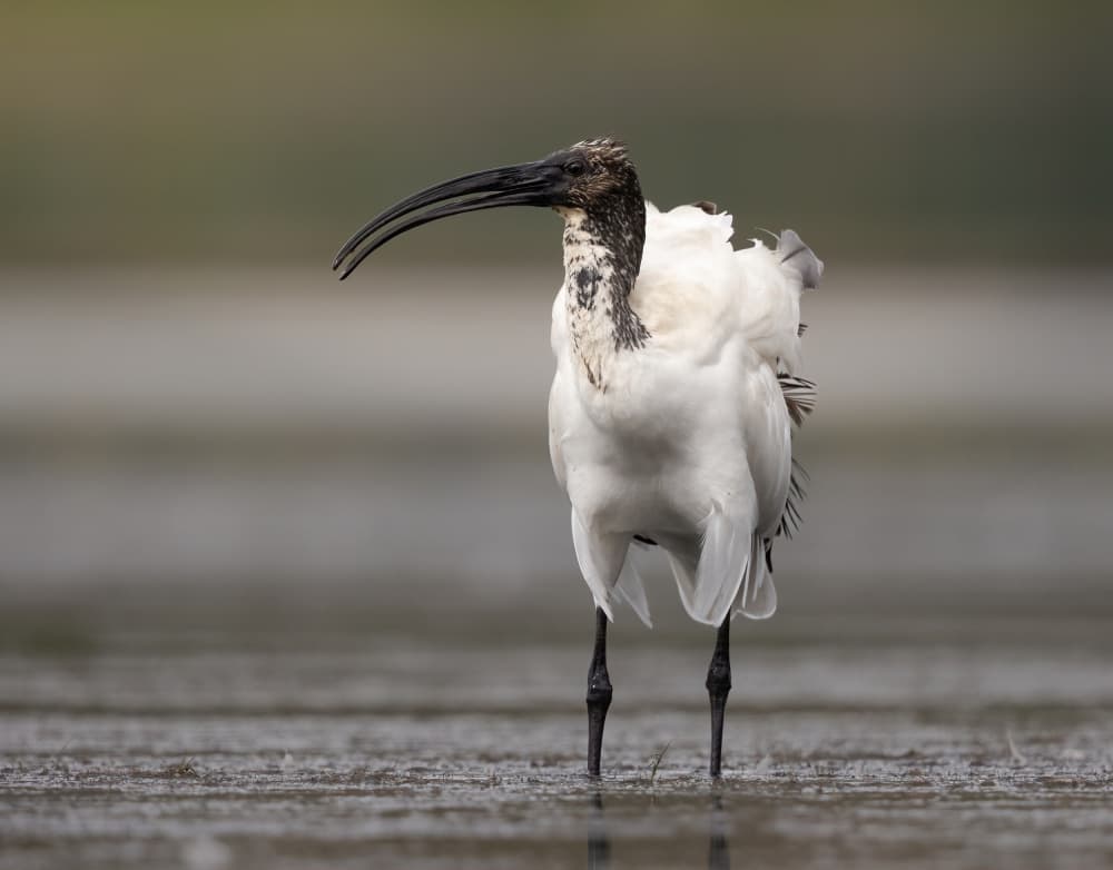 White Ibis In Water by Marco Barisone — canvas wall art