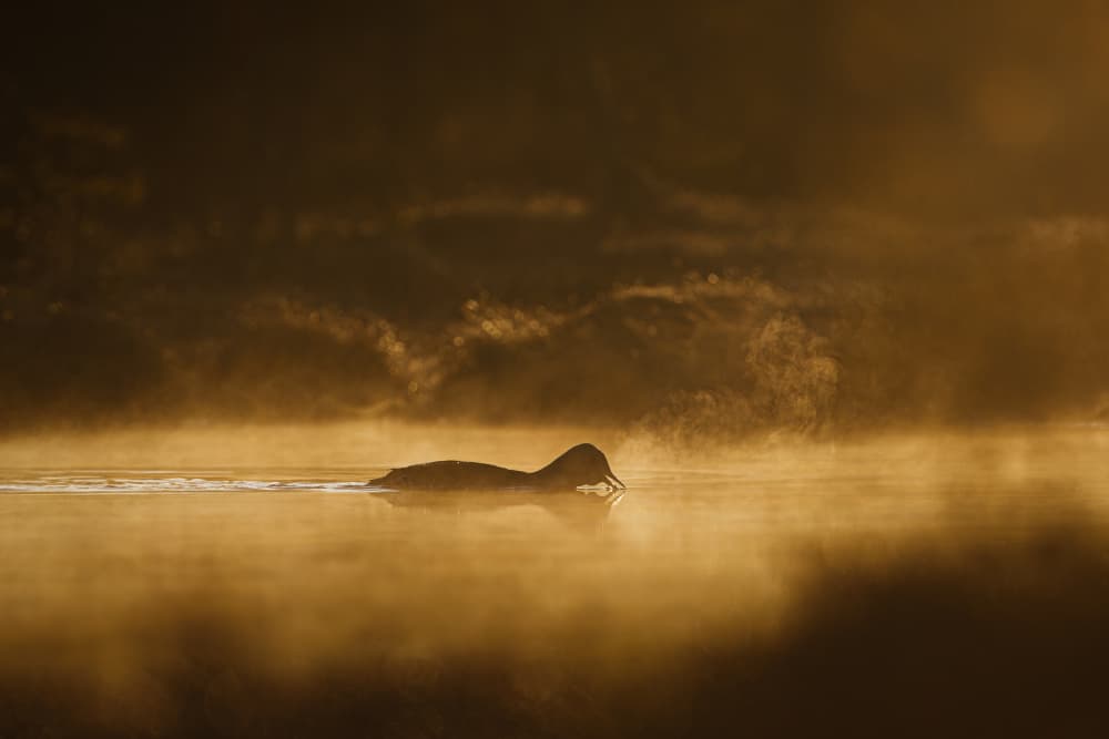 Golden Mist Duck by Magnus Renmyr — canvas wall art