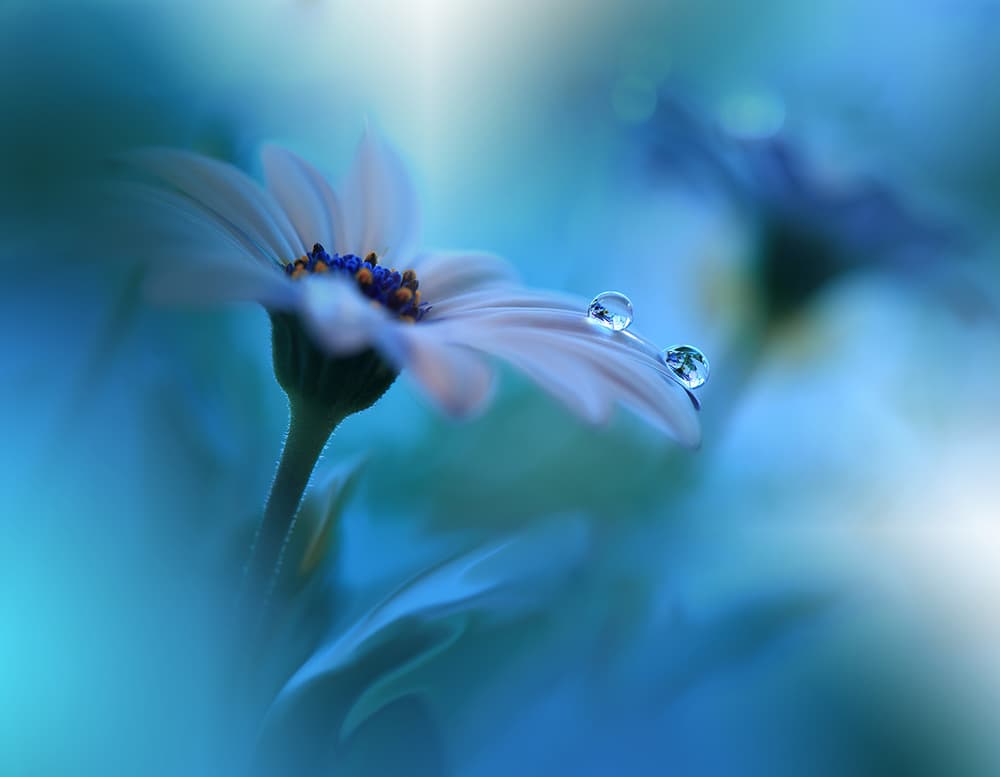 Delicate Dewy Daisy by Juliana Nan — canvas wall art