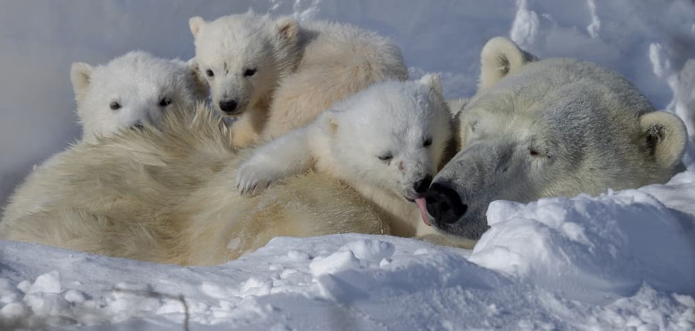 Cuddling Polar Bear Family by Phillip Chang — canvas wall art