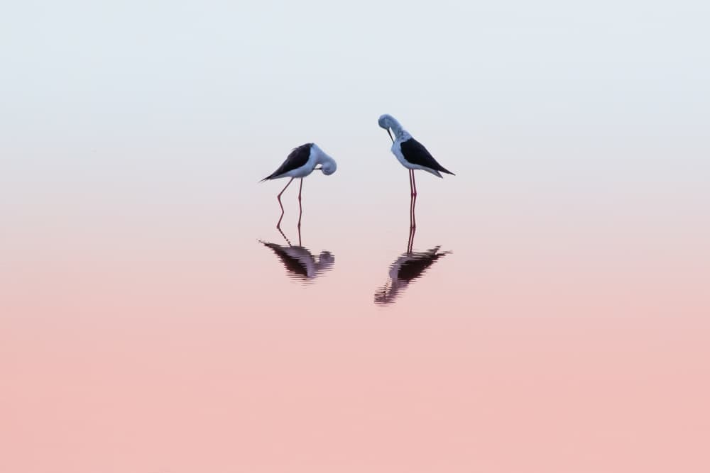 Stilts In Pink Water by Natalia Rublina — canvas wall art