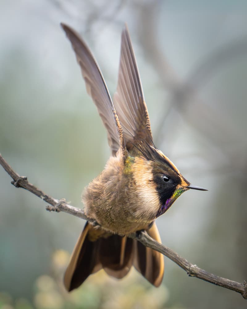 Iridescent Hummingbird Perched by Lisandro PEREZ — canvas wall art