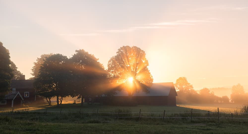 Golden Farm Sunrise by Christian Lindsten — canvas wall art