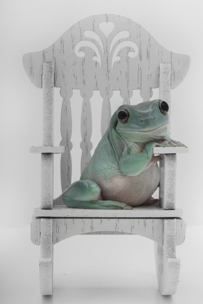 Whimsical Frog Rocker by Linda D Lester — canvas wall art