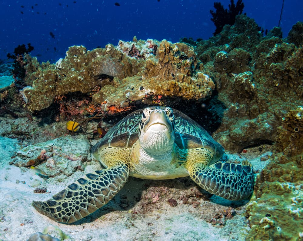 Green Sea Turtle Gaze by Roberto Marchegiani — canvas wall art