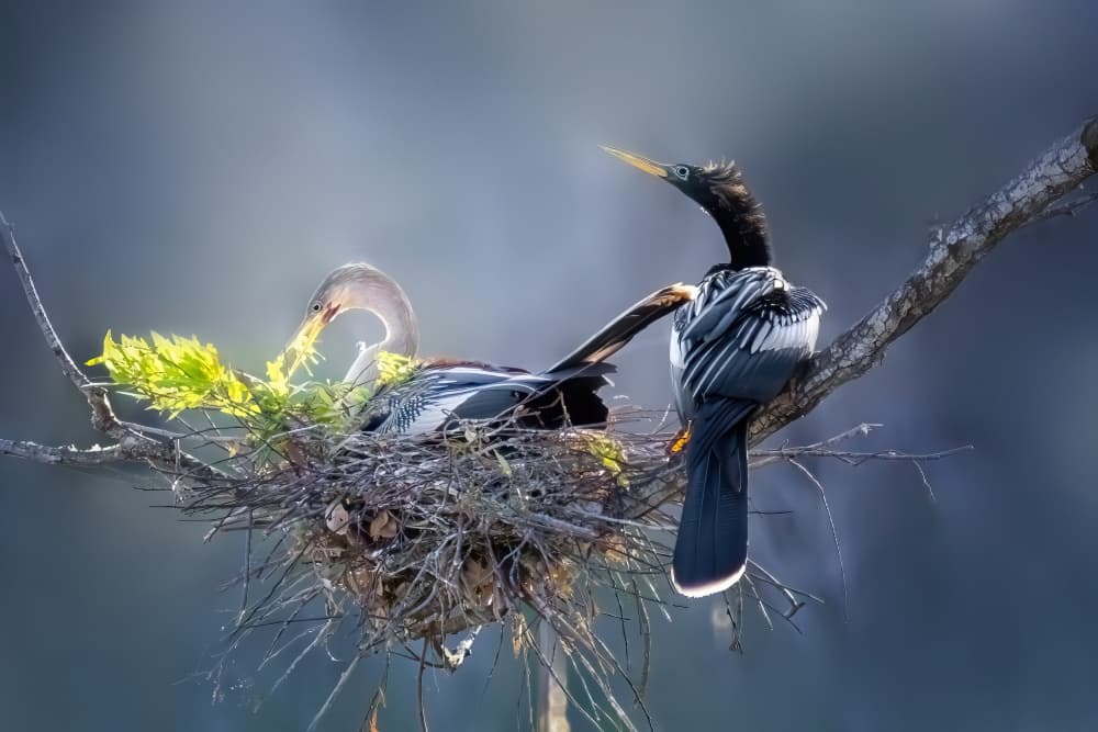 Anhinga Nesting Pair by Jianping Yang — canvas wall art