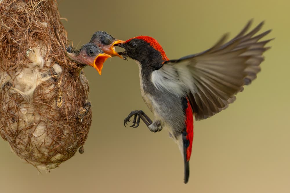 Red Bird Feeds Babies by HuongHoang — canvas wall art