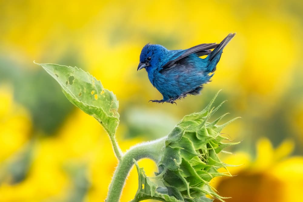Blue Bird in Sunflowers by Steven Zhou — canvas wall art