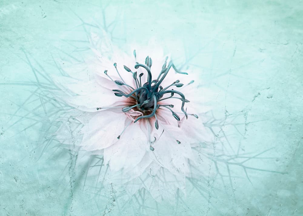 Ethereal Aqua Flower by Jacky Parker — canvas wall art