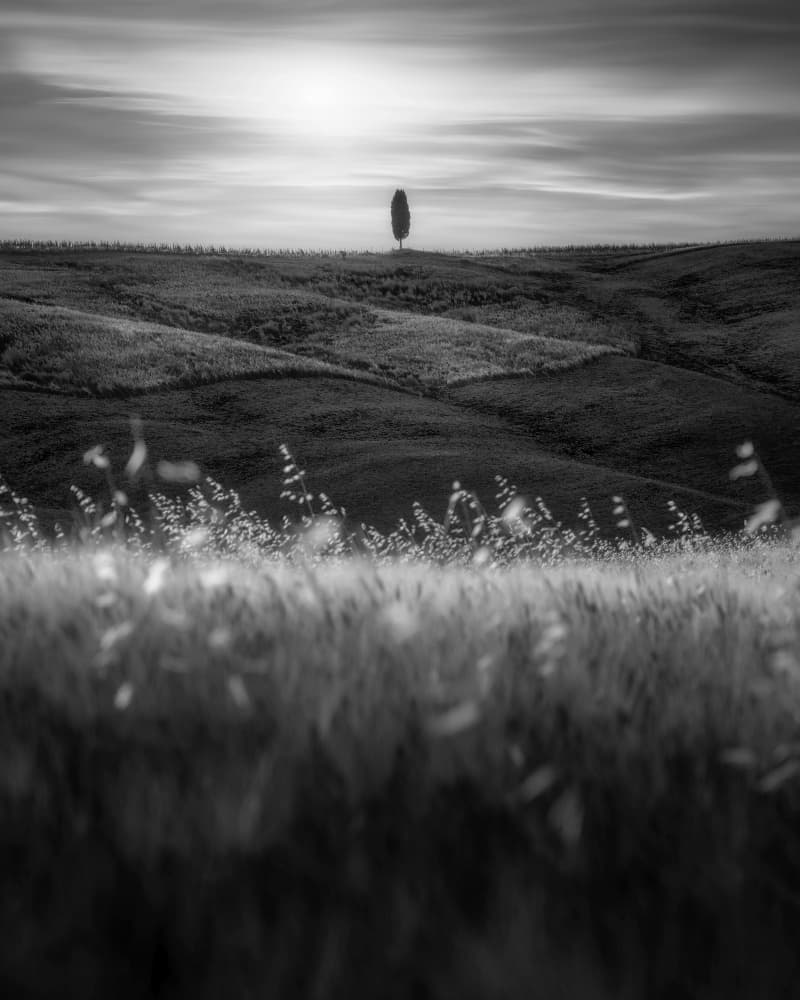 Tuscan Hills Lone Tree by Thomas de Franzoni — canvas wall art