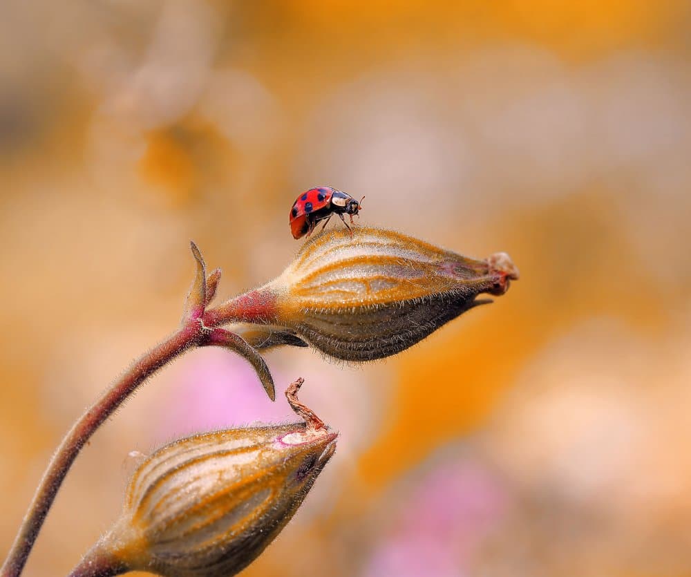 Ladybug On Golden Bud by Thierry Dufour — canvas wall art