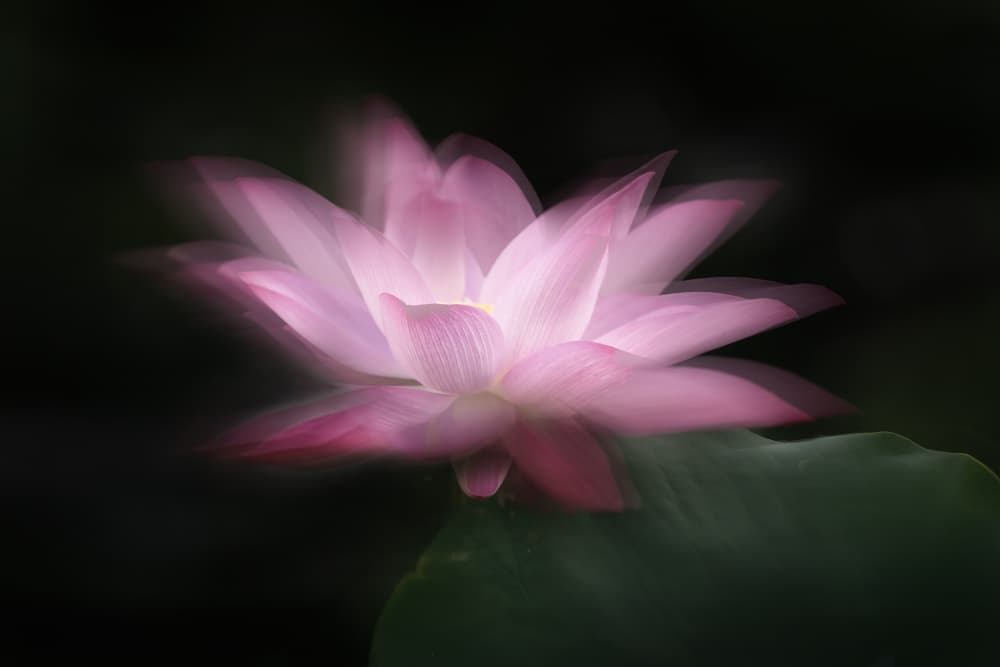 Dreamy Pink Lotus by Yun Gong — canvas wall art
