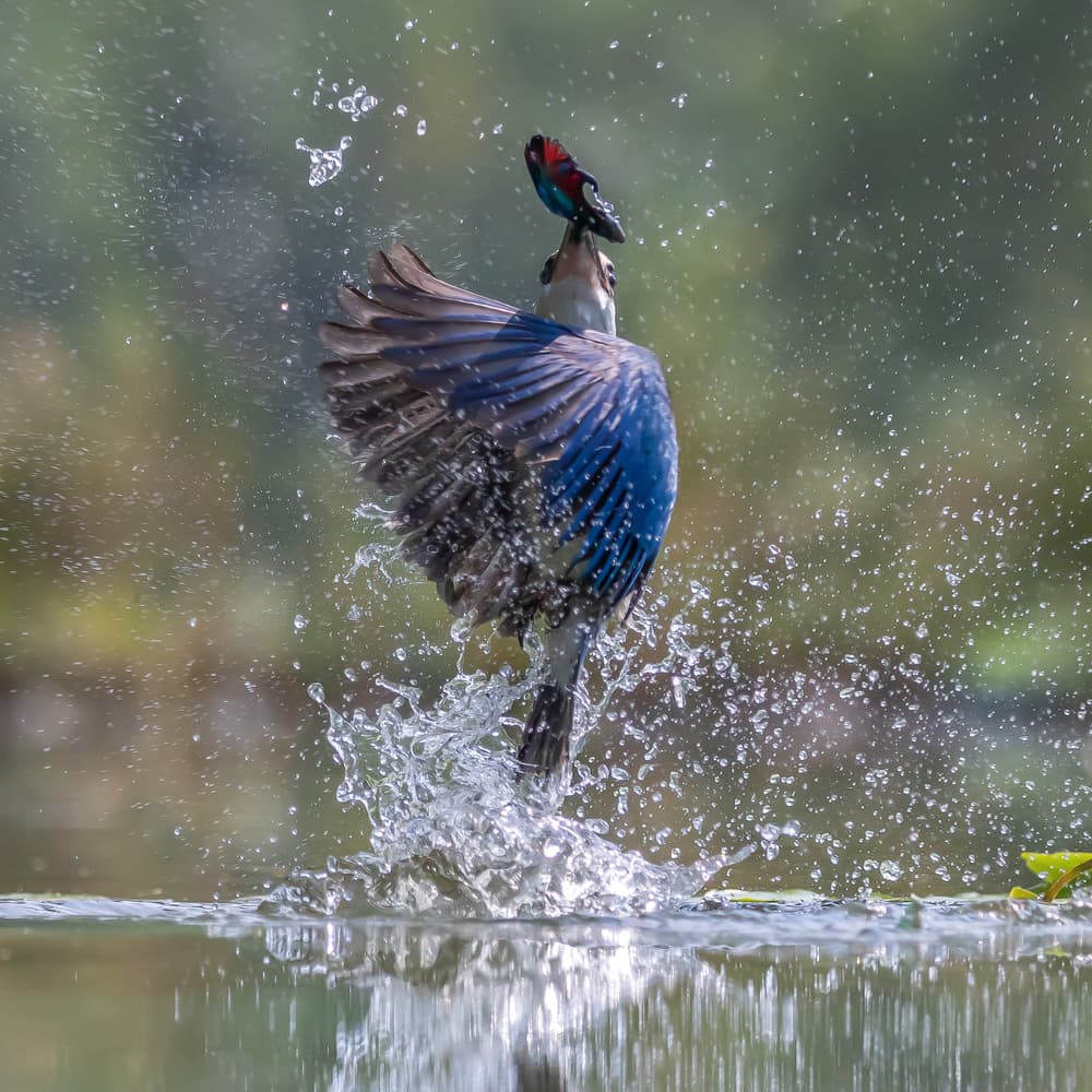 Kingfisher Catches Fish by Gunarto Song — canvas wall art