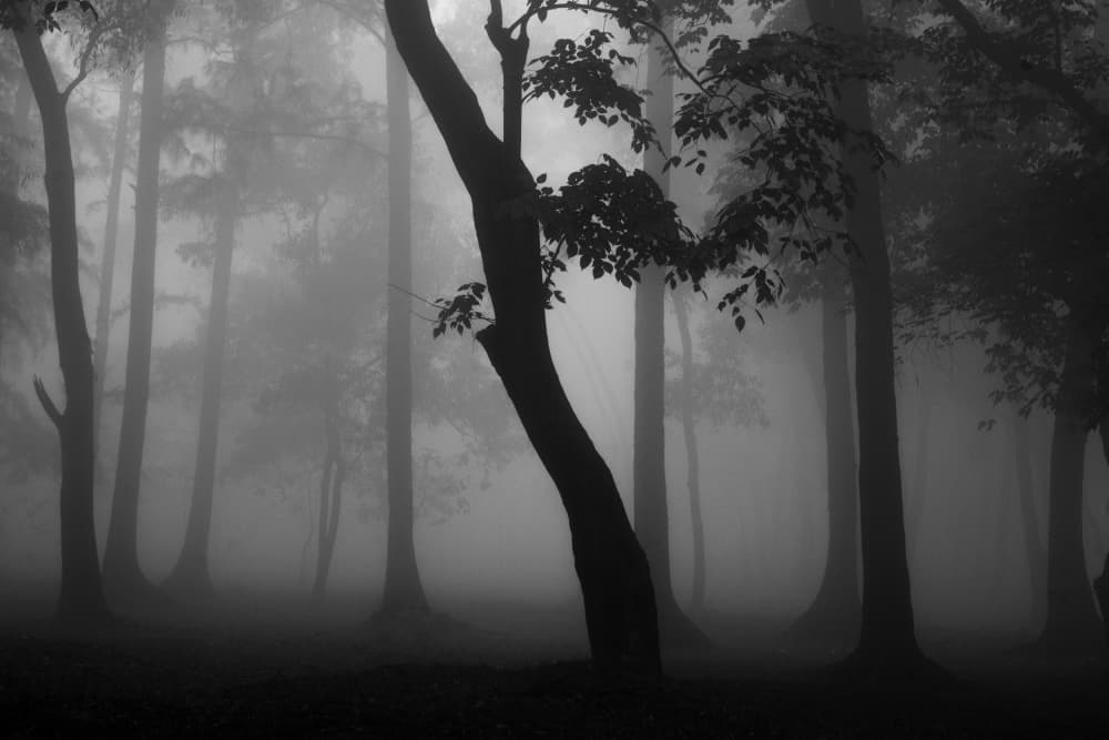 Mysterious Foggy Forest by Raju Khan — canvas wall art