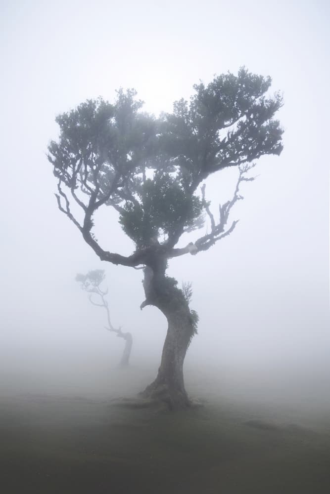 Misty Forest Trees by Remo Daut — canvas wall art