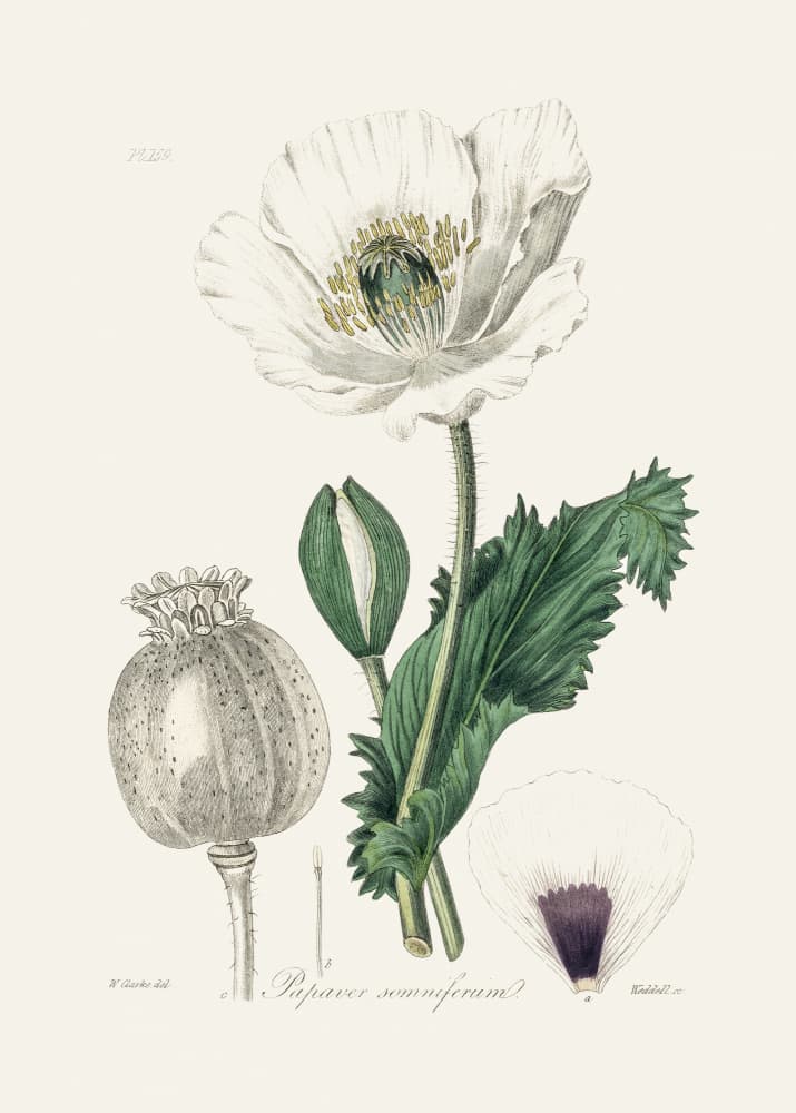 Opium Poppy (papaver Somniferum) Medical Botany by John Stephenson and James Morss Churchill — canvas wall art