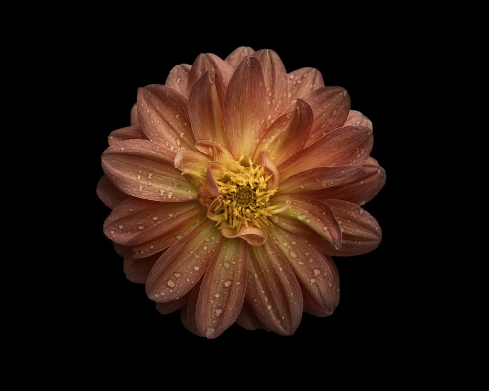 Dahlia With Water Drops by Lotte Grønkjær — canvas wall art