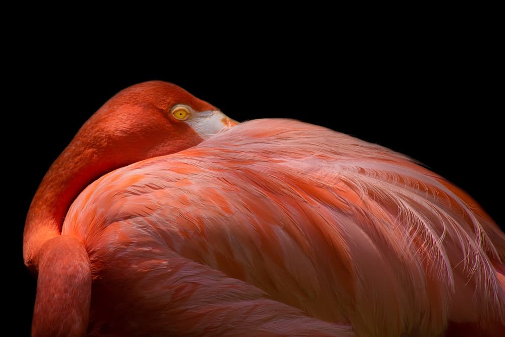 Elegant Pink Flamingo by Natalia Rublina — canvas wall art