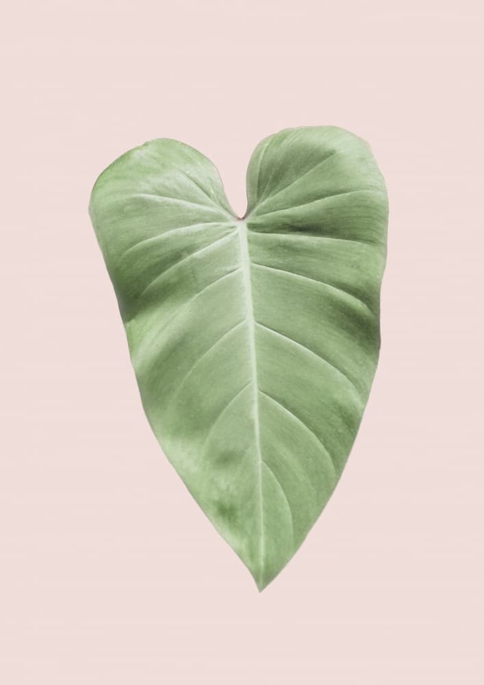 Tropical Leaf Blush by Kathrin Pienaar — canvas wall art