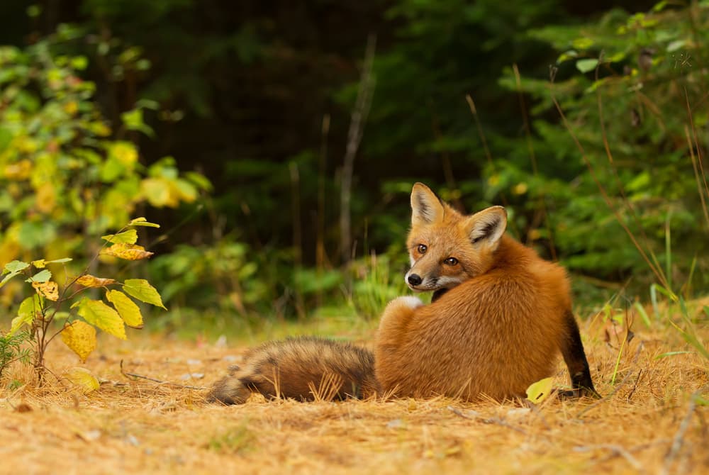 Curious Red Fox by Jim Cumming — canvas wall art