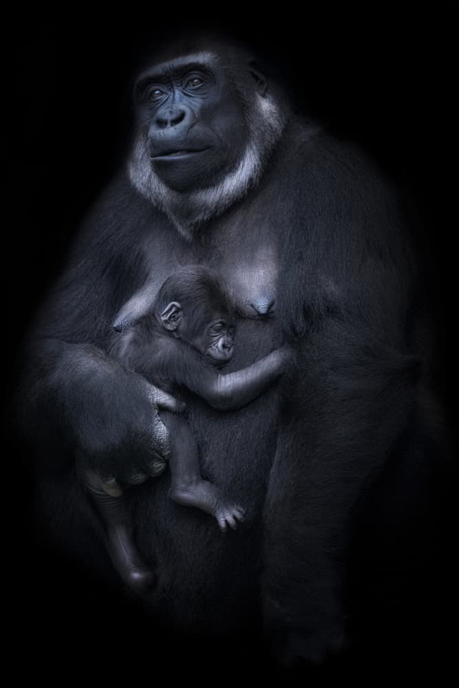 Gentle Gorilla Embrace by Sergio Saavedra Ruiz — canvas wall art