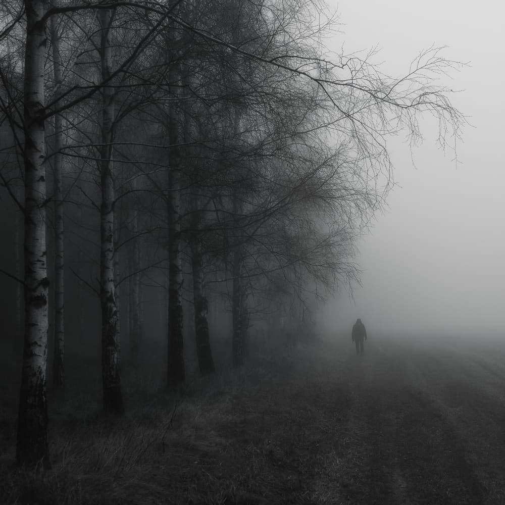 Solitary Walk Foggy Woods by Konrad Szuszkiewicz — canvas wall art