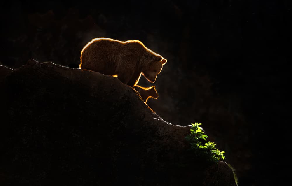 Bear Family Golden Light by Xavier Ortega — canvas wall art