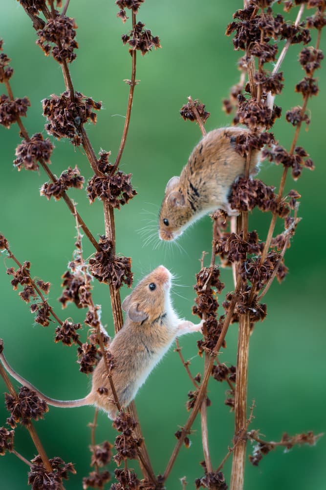 Wild Mice Climbing by Cristian Vasile — canvas wall art